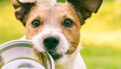 Overview of the growing pet care industry and key considerations for brands as they look to reach and engage pet parents